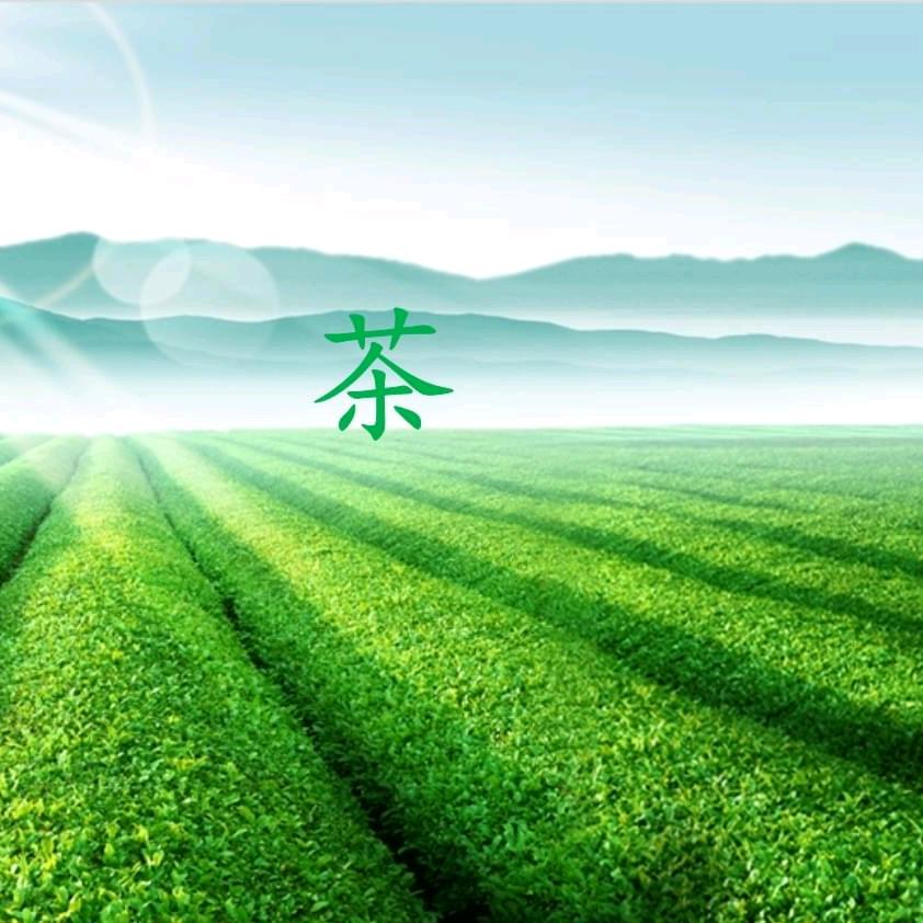 大别山天然茶庄