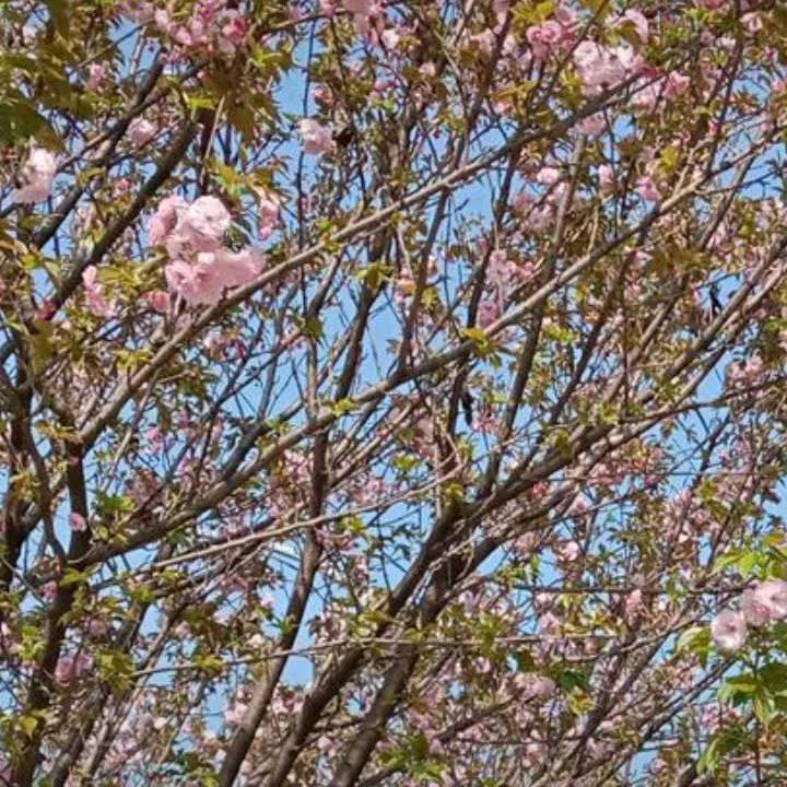 明天会更好(❁´◡`❁)