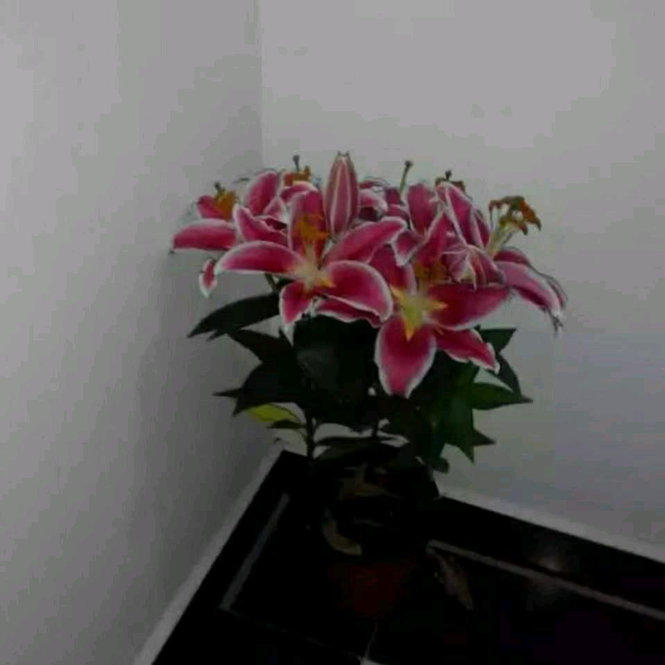蛇王