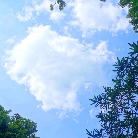 梦想成真a