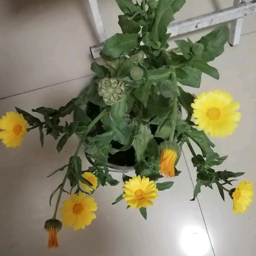落叶听风