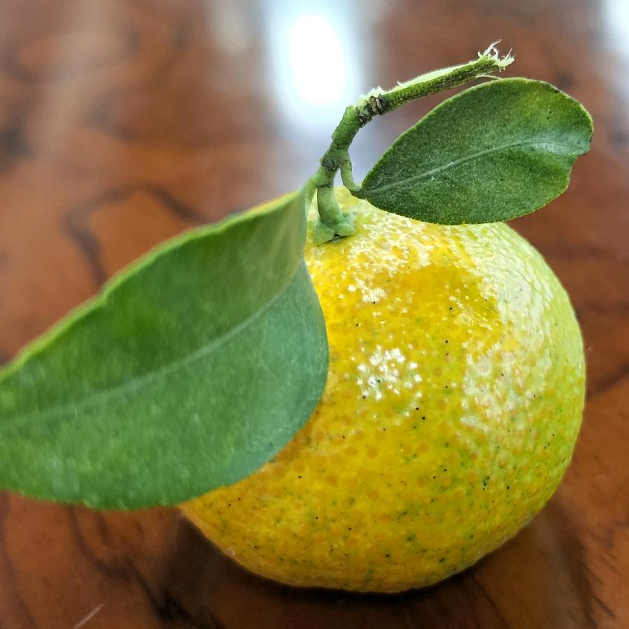 Jia徒肆壁