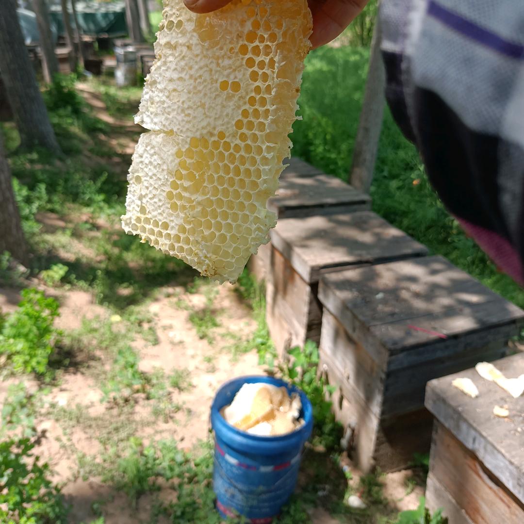 蜂飞四方蜜之源