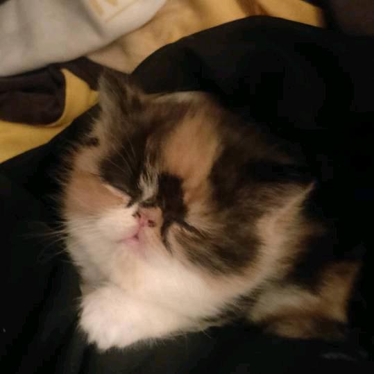 残一╭(╯默ε╰)╮版