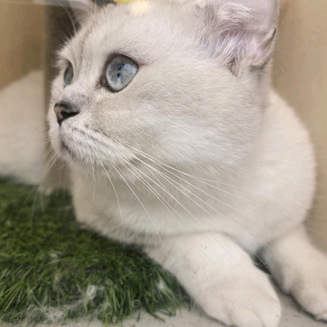 睡觉的猫咪