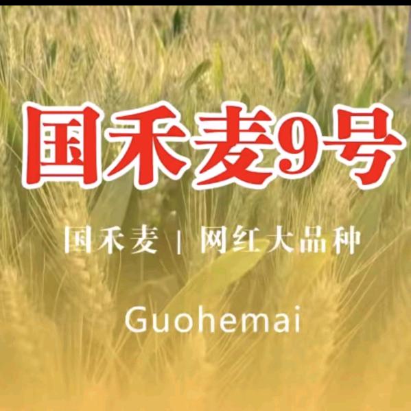 河南博丰种业