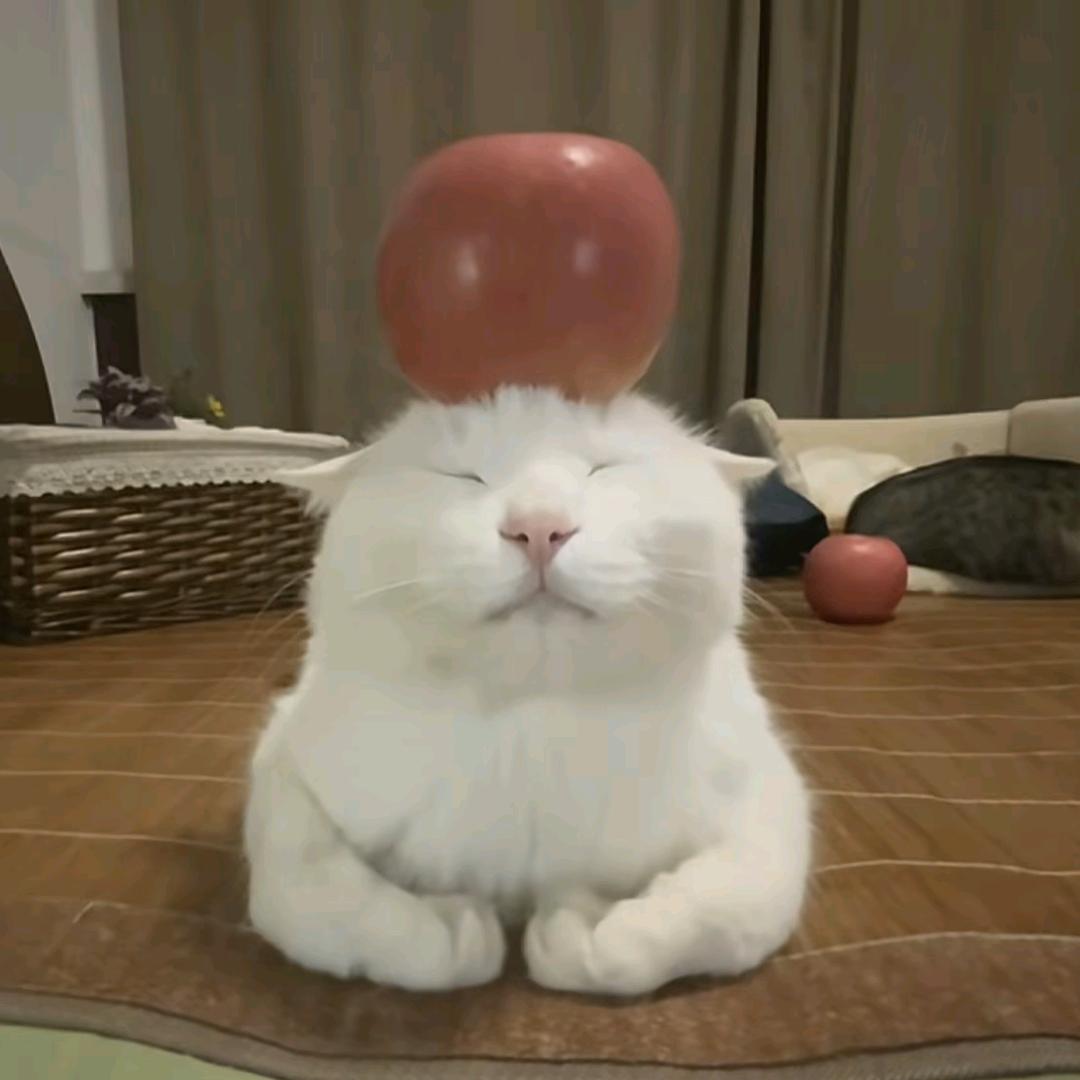 蓝桉-_-