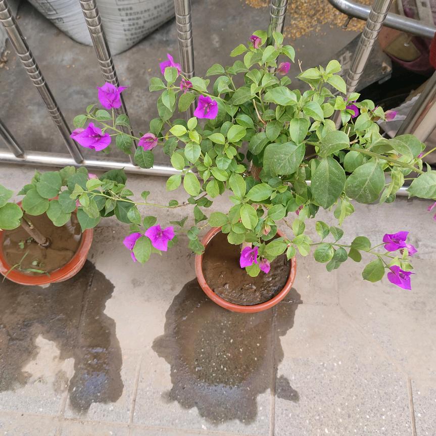 用户香香8922818782