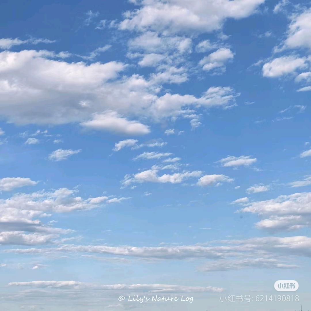 土豆辣条
