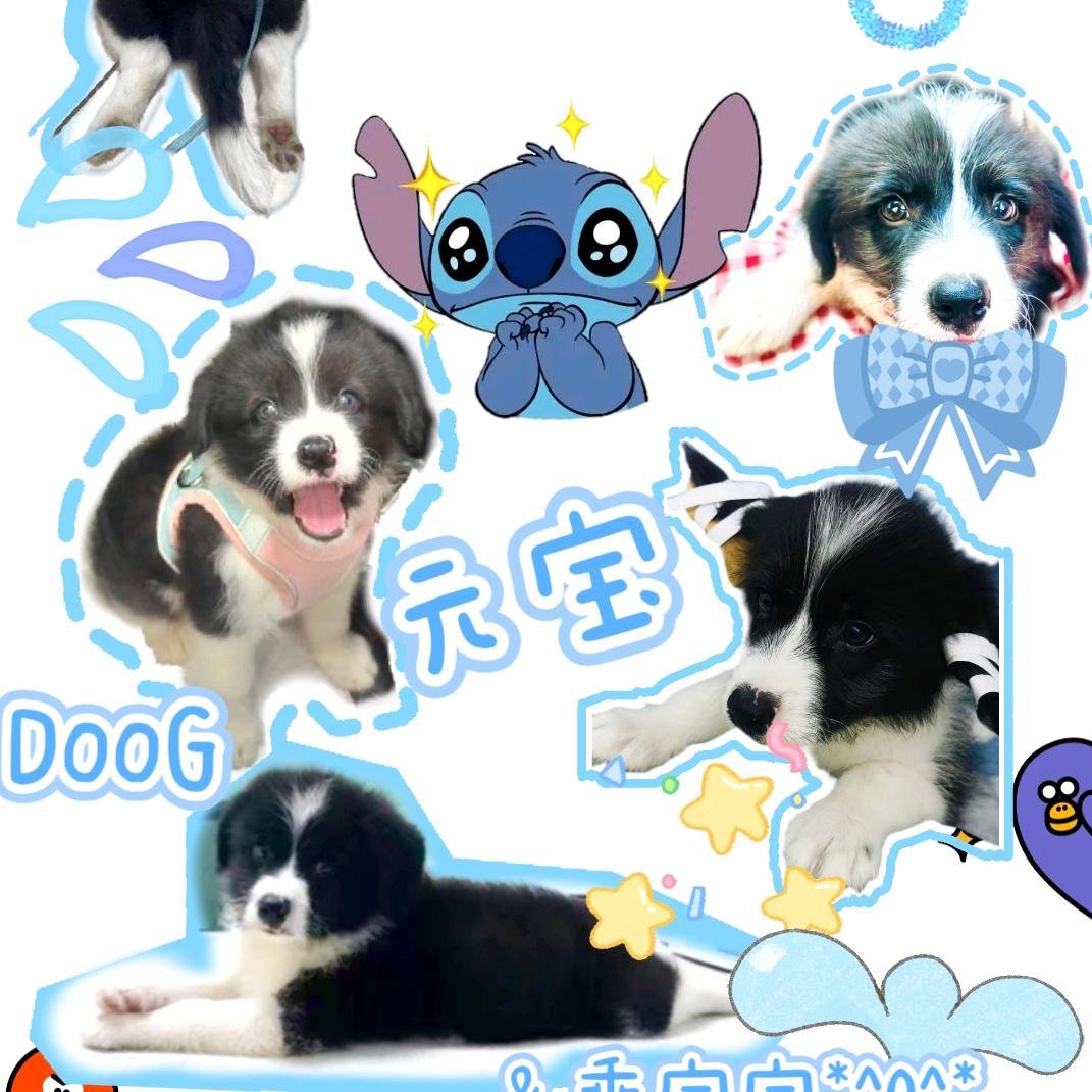 元宝（可爱的小边基）