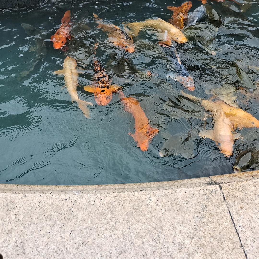 梦想成真《请勿连赞》