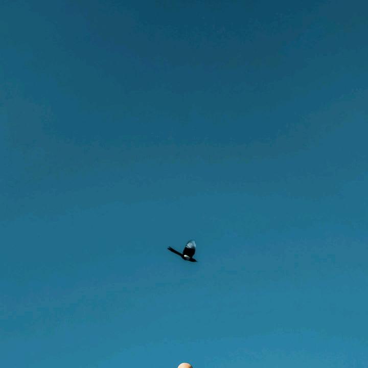 空中遨游的雄鹰