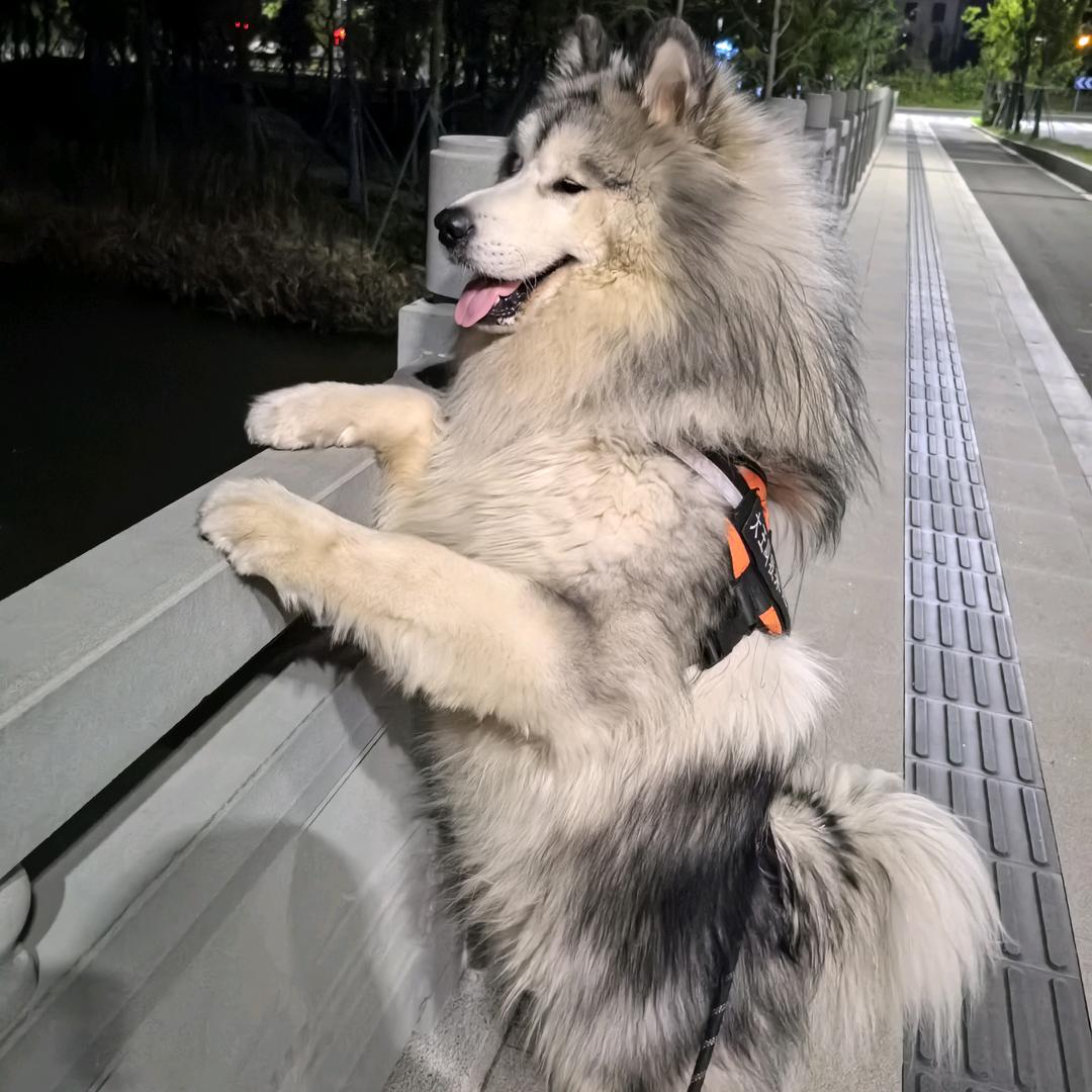 圆宝自学英语