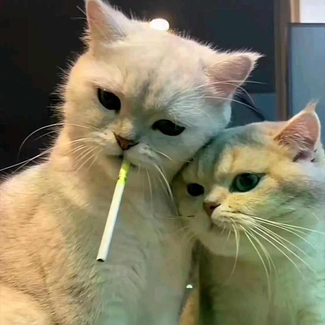 半个一