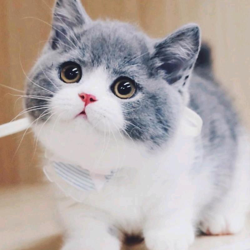 悟空萌萌猫