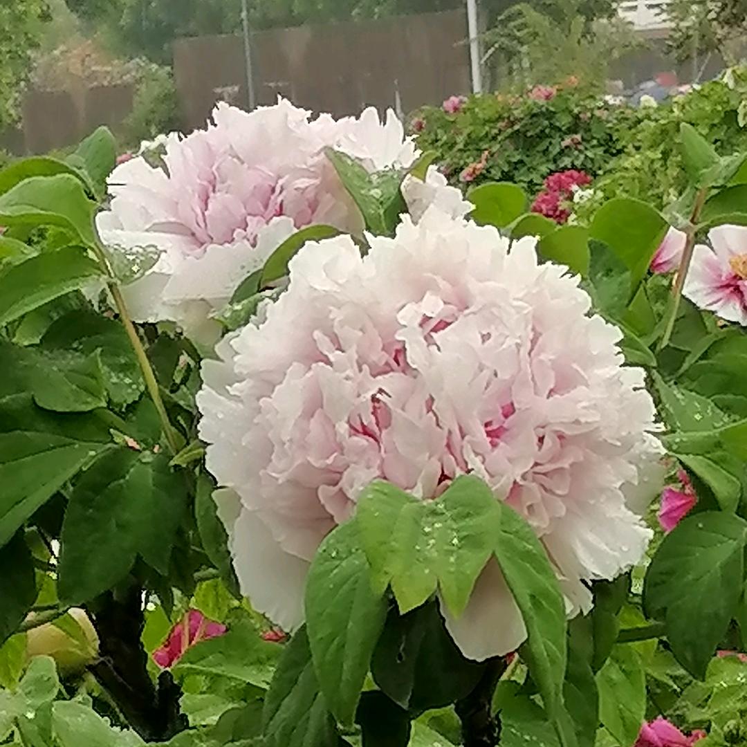 好乐