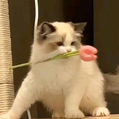 青青河边草2020.5.1