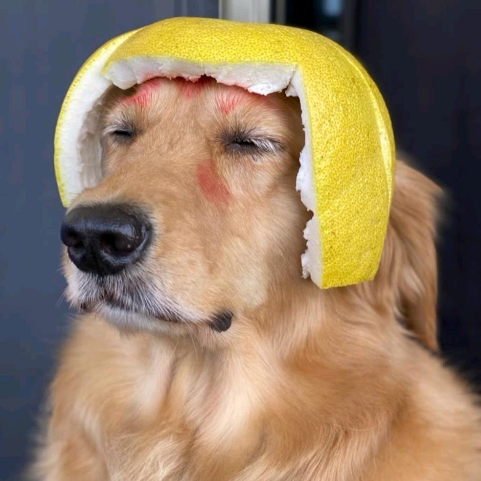 旺淘淘一生🐶