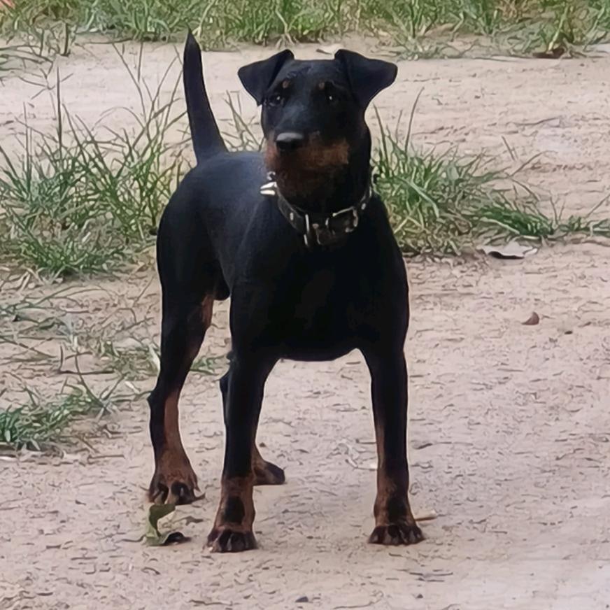 小涛👉猎梗犬👈