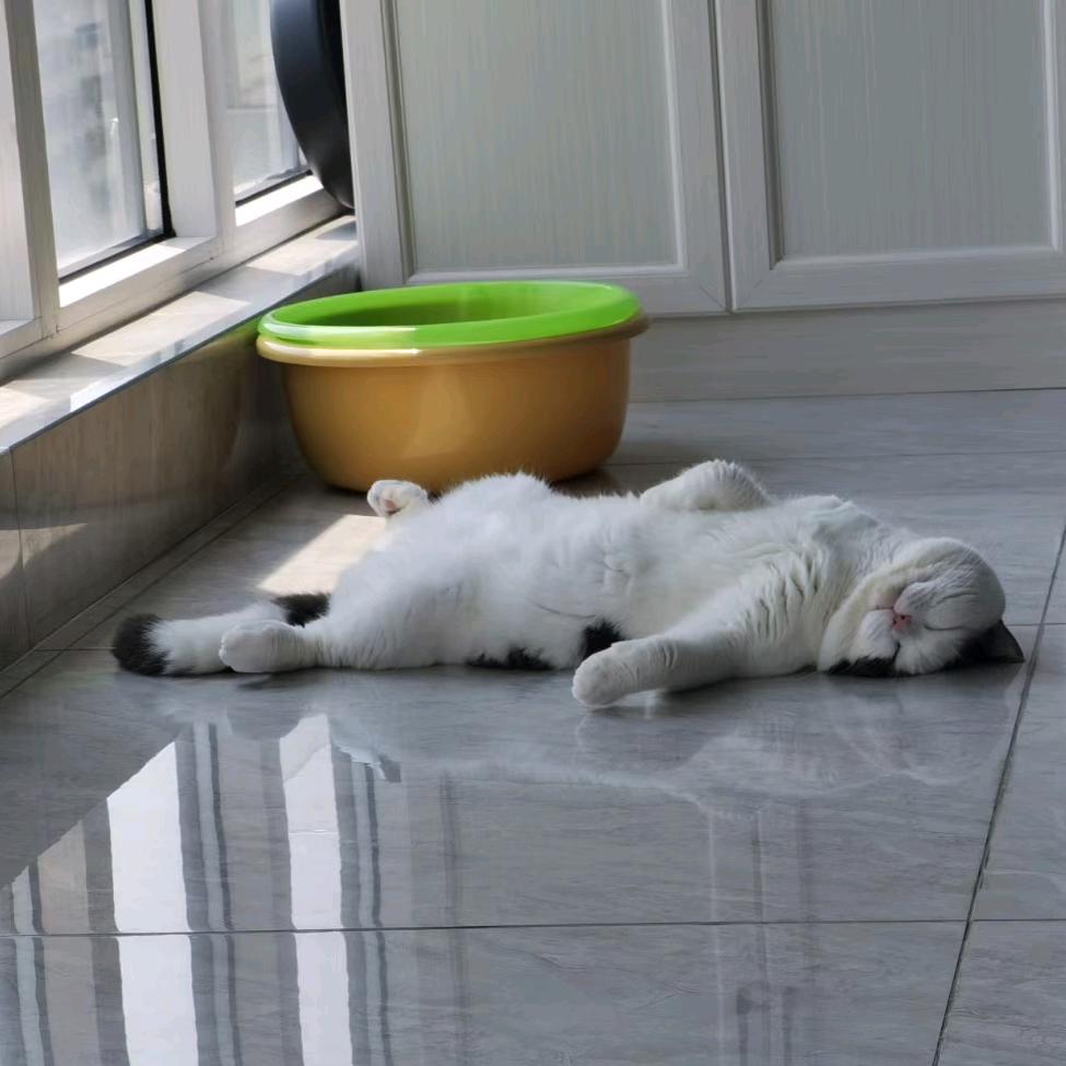 跑不动的可乐喵🐱