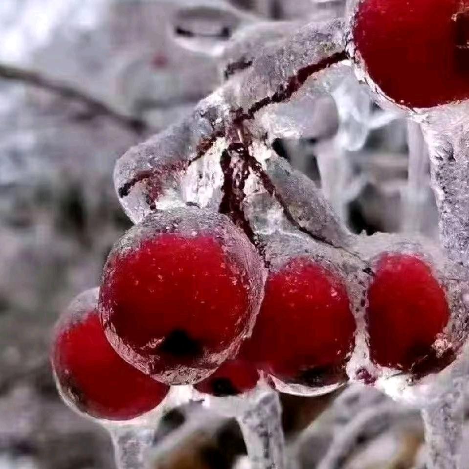 红玫瑰🌹