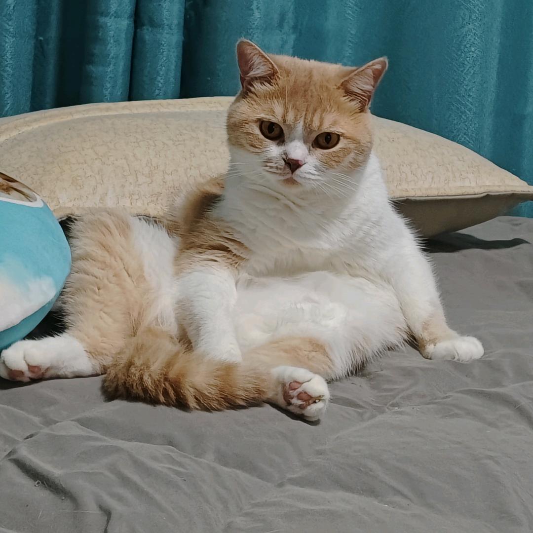 陌陌