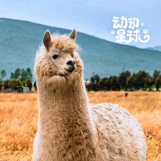 农产品#鸭蛋，鱼
