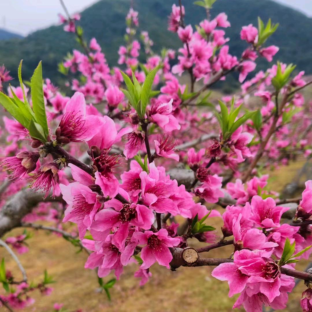 🍀人心❤️难测