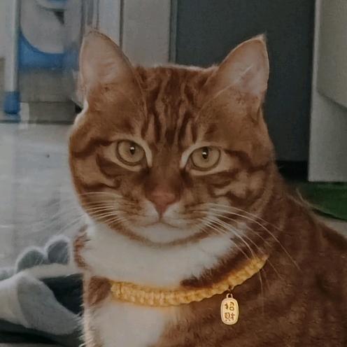 超绝可爱小猫咪