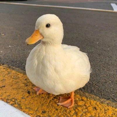 柯尔鸭养殖基地