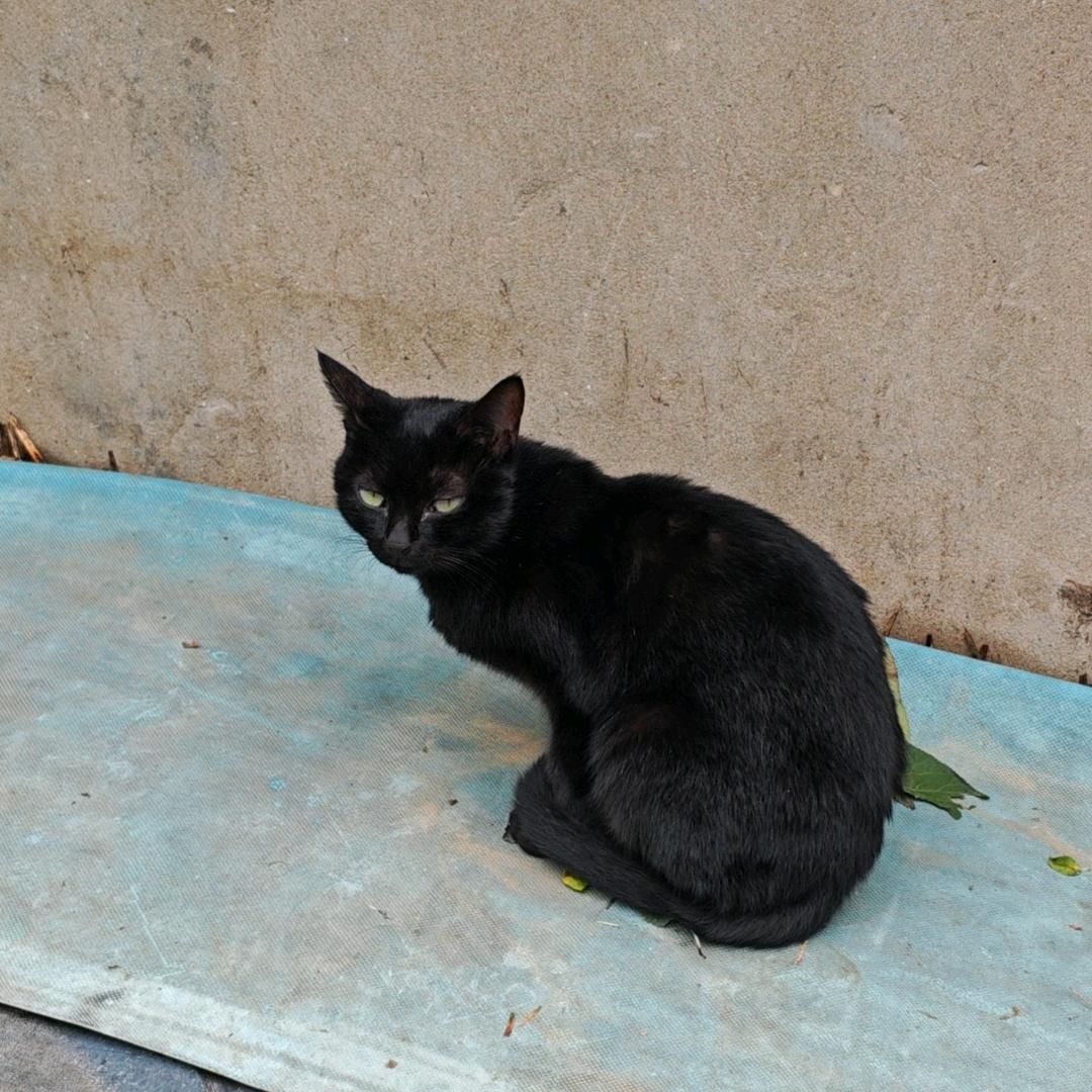 杨花落尽子规啼