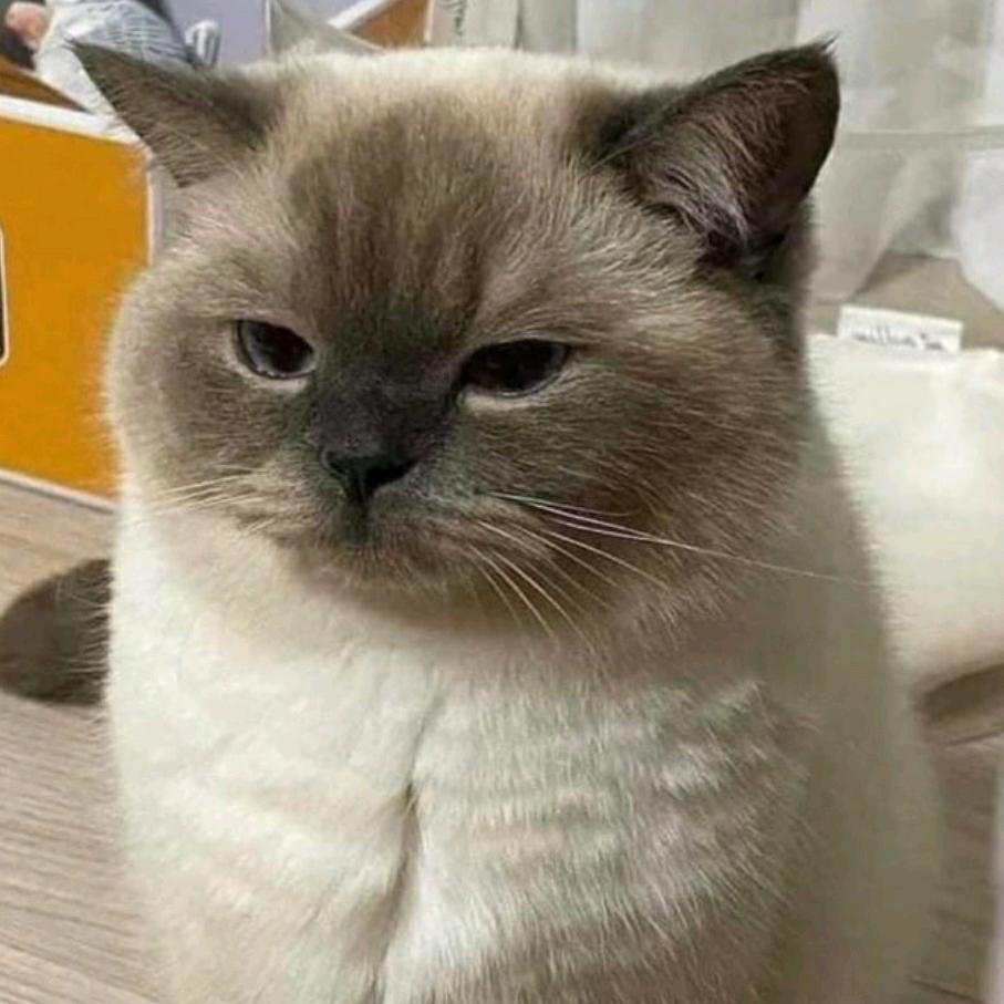 喵了个咪∵
