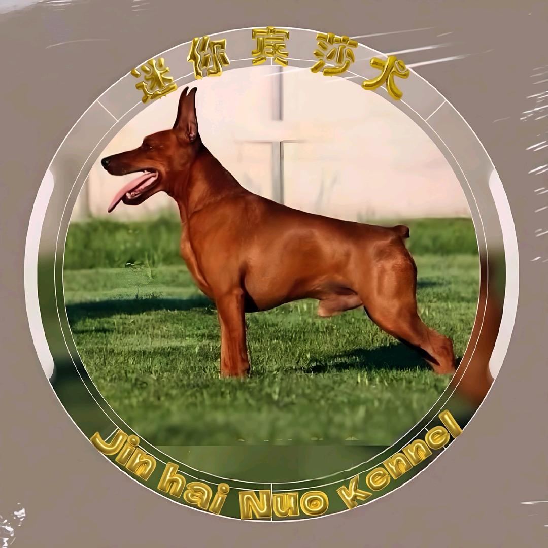 金海诺 ≈迷你宾莎犬