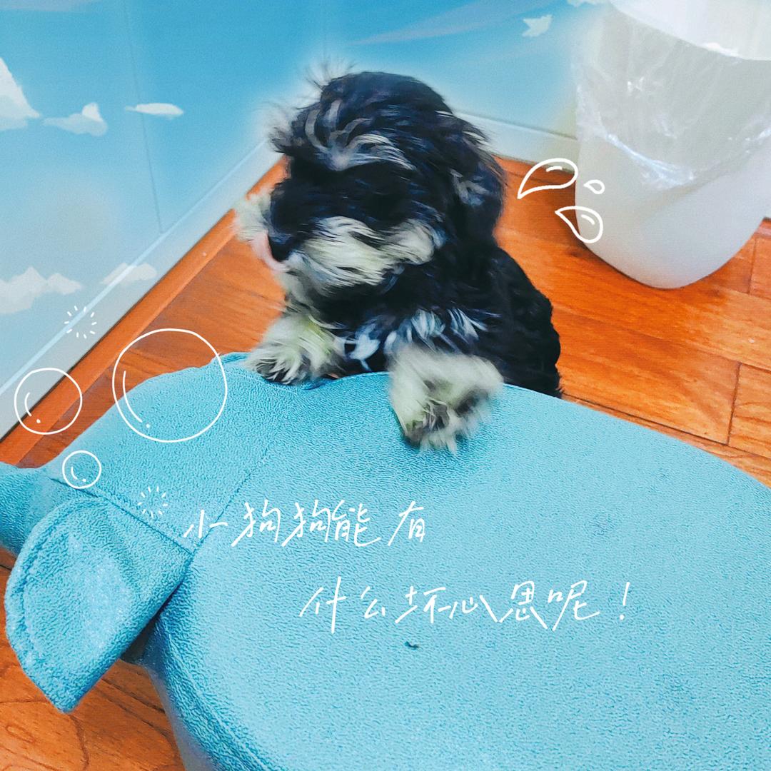 舒克舒克我叫贝塔