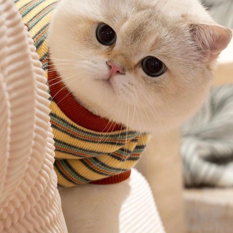 宝…