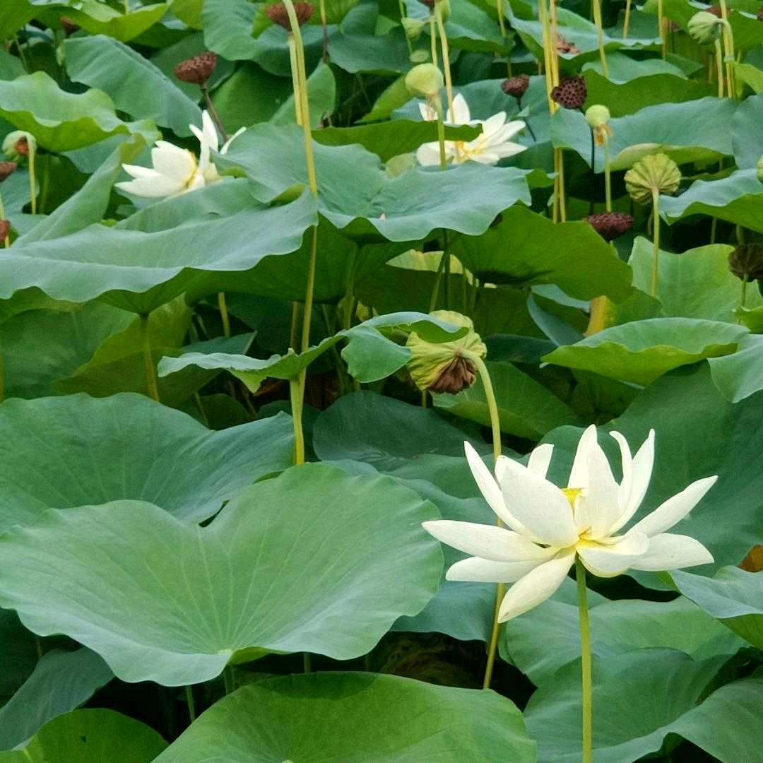 莉莉(○` 3′○)