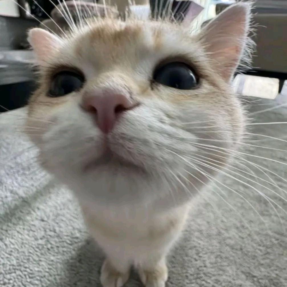 =⩌⩊⩌=