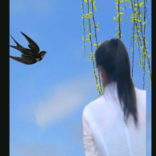 轻舞飞扬