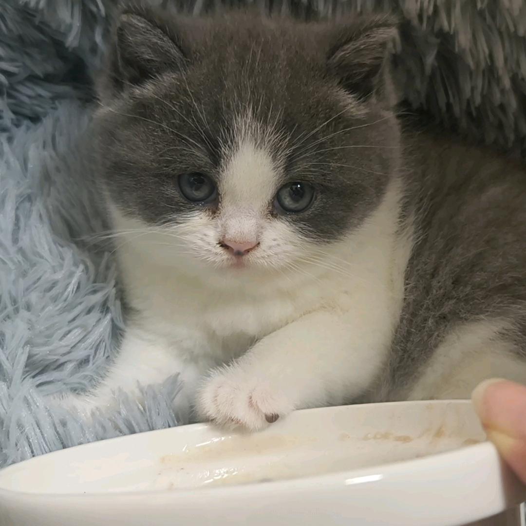 糯米🐱团子🐶