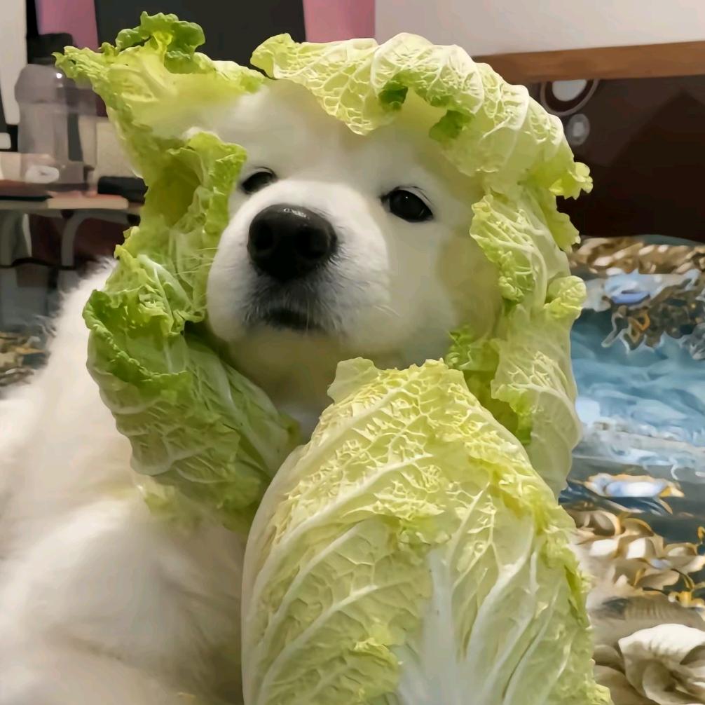 抛物线玩家