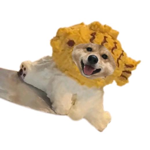 不是弱弱a