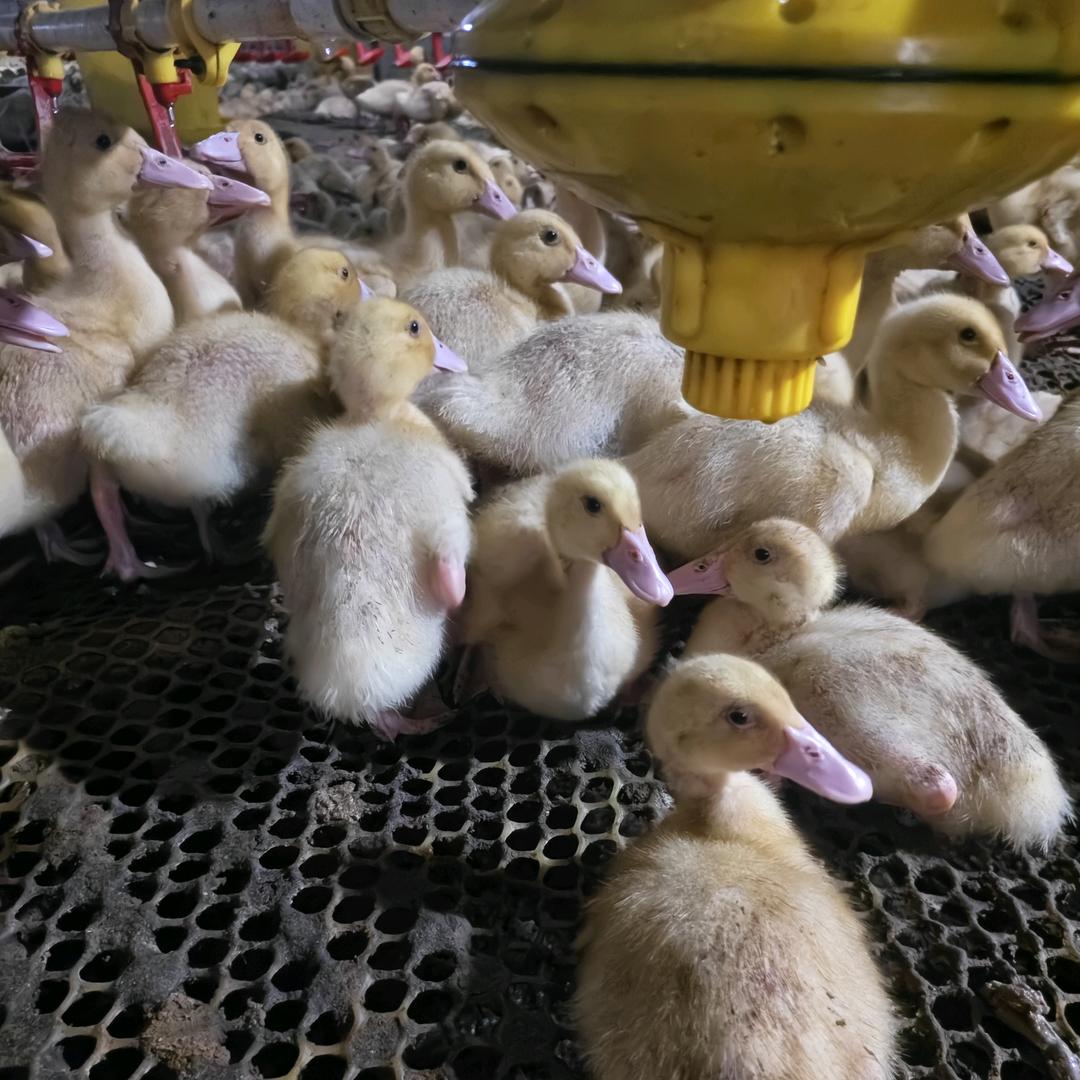 养鸭技术梁老师