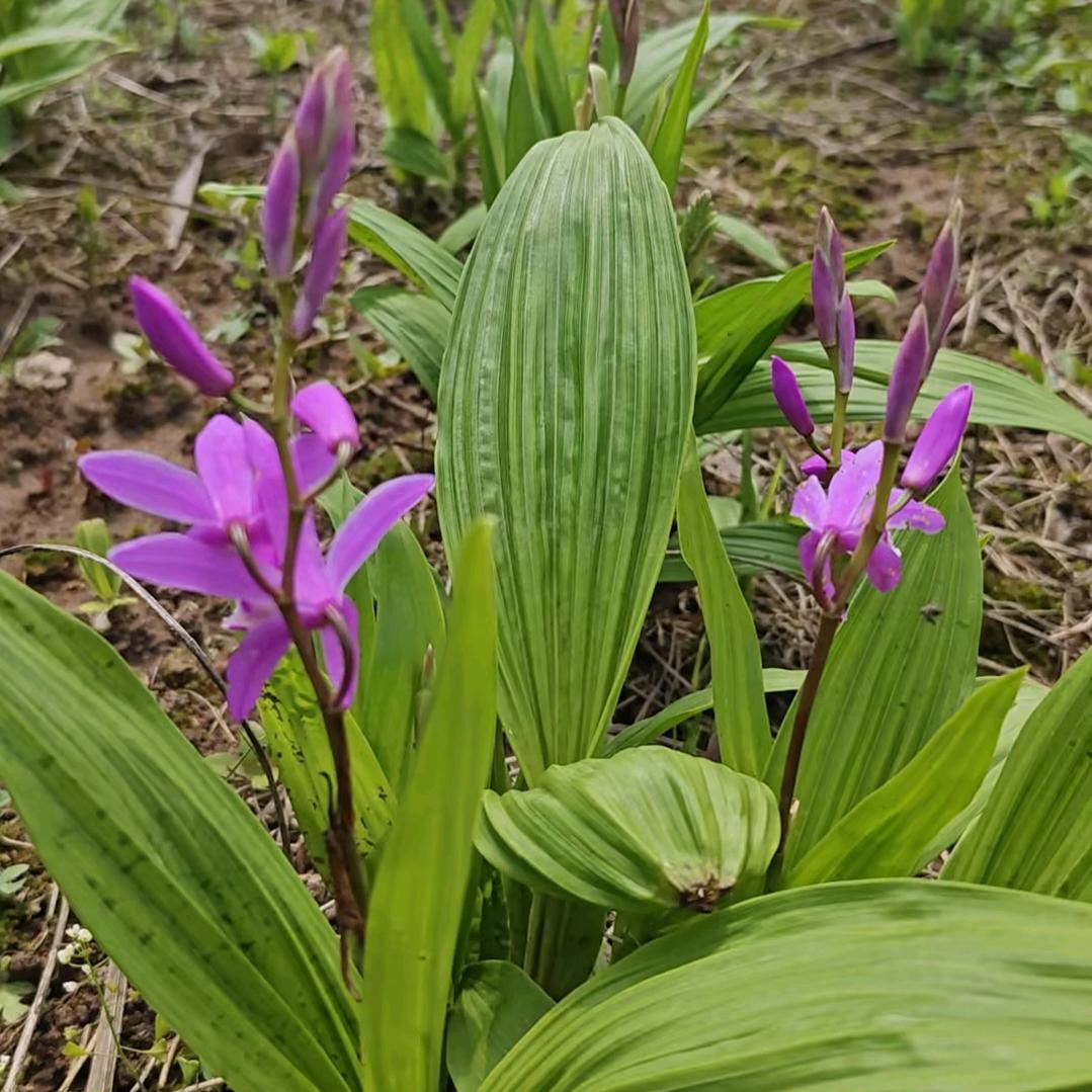 中药材种植小方
