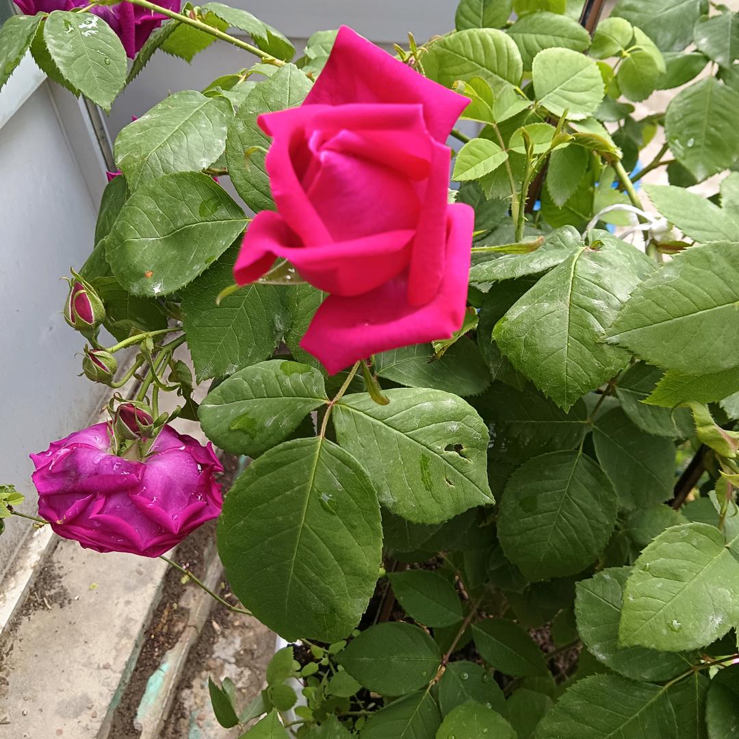 秋