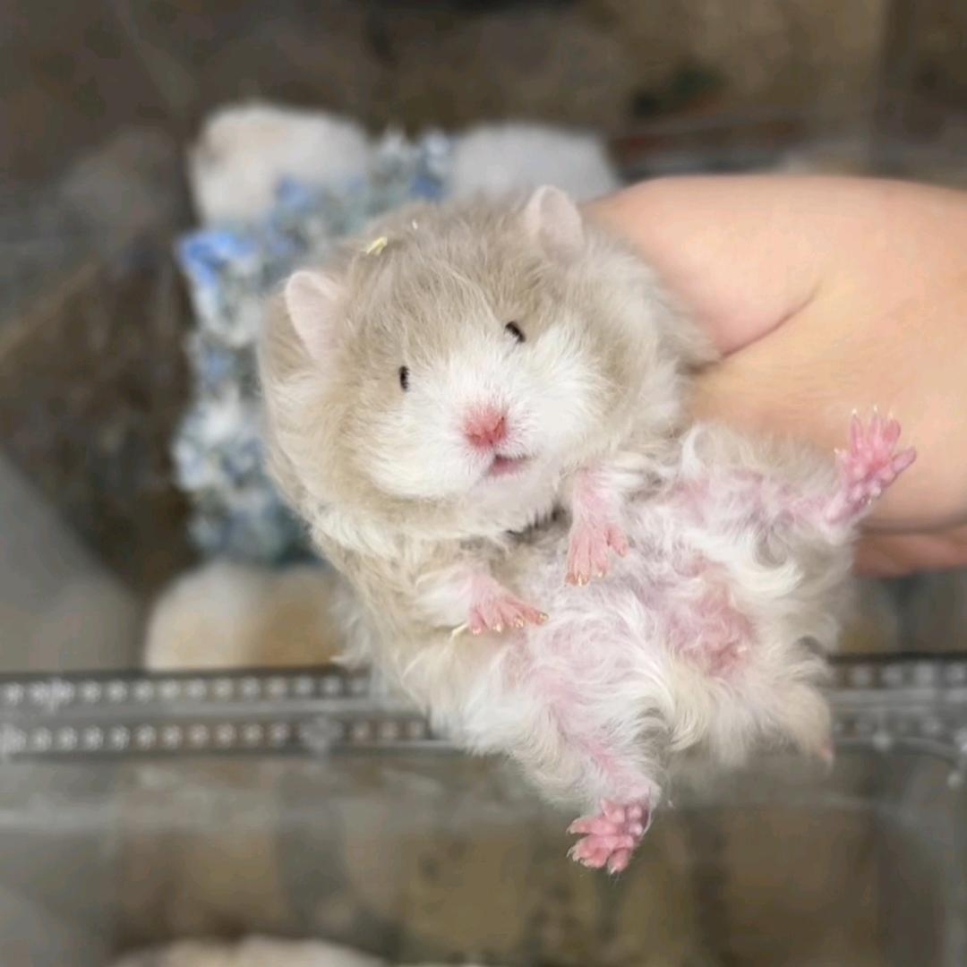 橙子萌宠创意屋