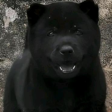 小赖总[精品田园犬]🐶🐕🇨🇳