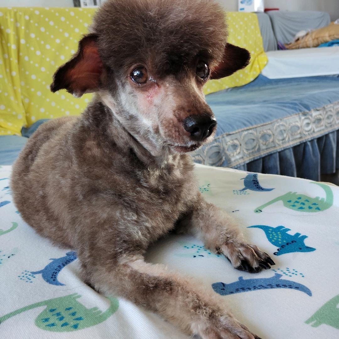 露西是只小泰迪