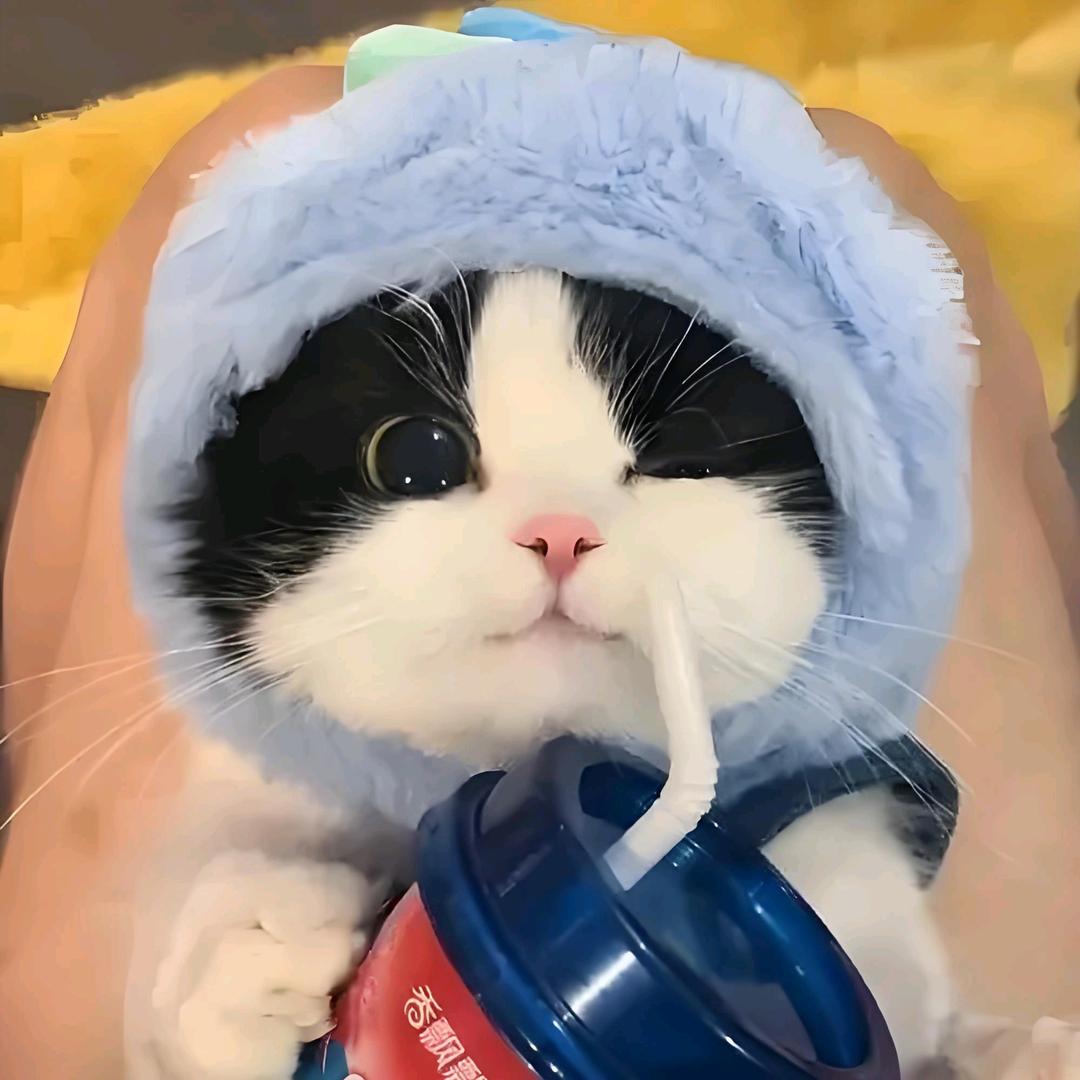 快乐猫咪