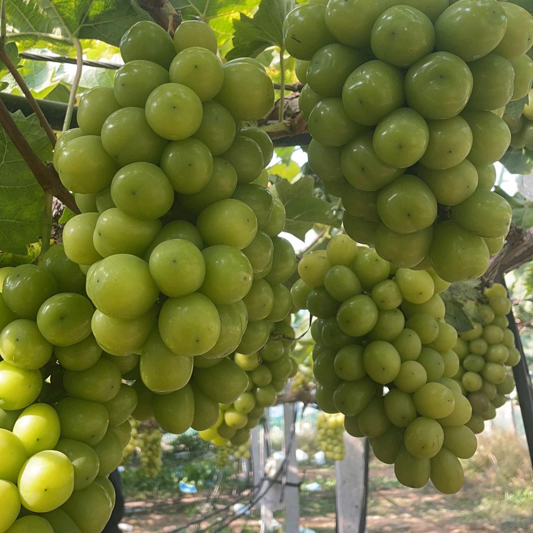 移风蔬菜水果朗廷府店