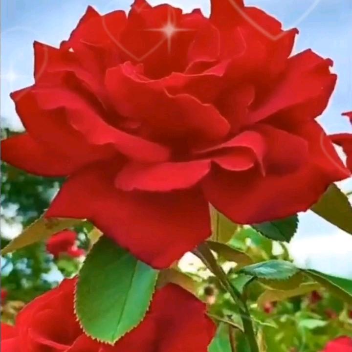 🌞⭐💥🌷🌹🌺🌻